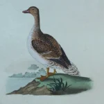 Antique Prints and Engravings of Natural History — image 11