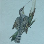 Antique Prints and Engravings of Natural History — image 8
