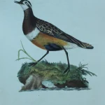 Antique Prints and Engravings of Natural History — image 4