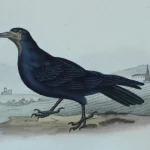 Antique Prints and Engravings of Natural History — image 2