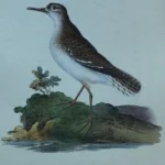 Antique Prints and Engravings of Natural History — image 6