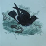 Antique Prints and Engravings of Natural History — image 12