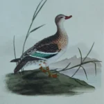 Antique Prints and Engravings of Natural History — image 7