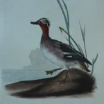 Antique Prints and Engravings of Natural History — image 10