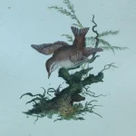 Antique Prints and Engravings of Natural History — image 9