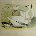Antique Prints and Engravings of Natural History — image 23