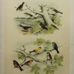 Antique Prints and Engravings of Natural History — image 21