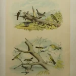 Antique Prints and Engravings of Natural History — image 22