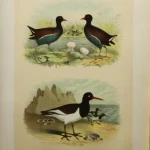Antique Prints and Engravings of Natural History — image 15