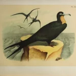 Antique Prints and Engravings of Natural History — image 16