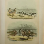 Antique Prints and Engravings of Natural History — image 14