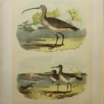 Antique Prints and Engravings of Natural History — image 19