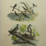 Antique Prints and Engravings of Natural History — image 13