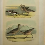 Antique Prints and Engravings of Natural History — image 18