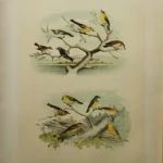Antique Prints and Engravings of Natural History — image 20