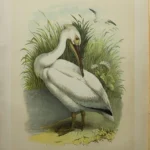 Antique Prints and Engravings of Natural History — image 24