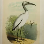 Antique Prints and Engravings of Natural History — image 17