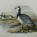 Antique prints and engravings — image 5
