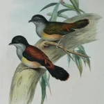 Antique prints and engravings — image 22