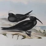 Antique prints and engravings — image 23