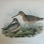 Antique prints and engravings — image 7