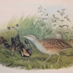 Antique prints and engravings — image 6