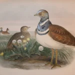 Antique prints and engravings — image 13