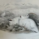 Antique prints and engravings — image 9