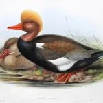 Antique prints and engravings — image 3