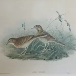 Antique prints and engravings — image 8