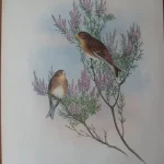 Antique prints and engravings — image 16