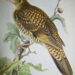 Antique prints and engravings — image 12