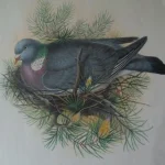 Antique prints and engravings — image 10