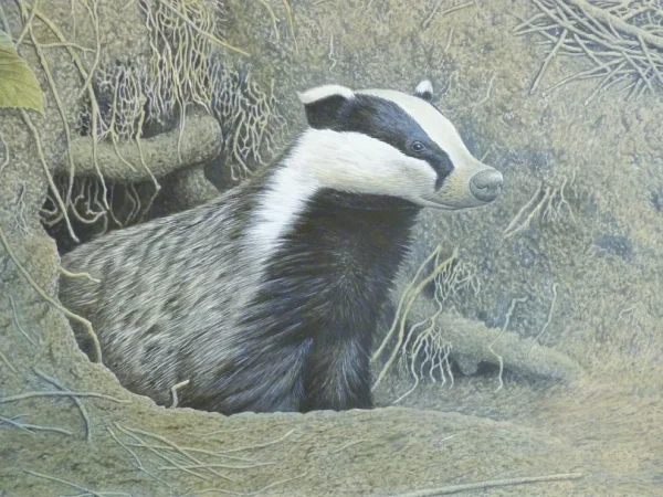 Timed Auction – Wildlife Paintings, Pictures and Prints