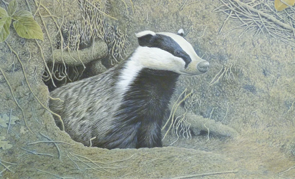 Timed Auction – Wildlife Paintings, Pictures and Prints