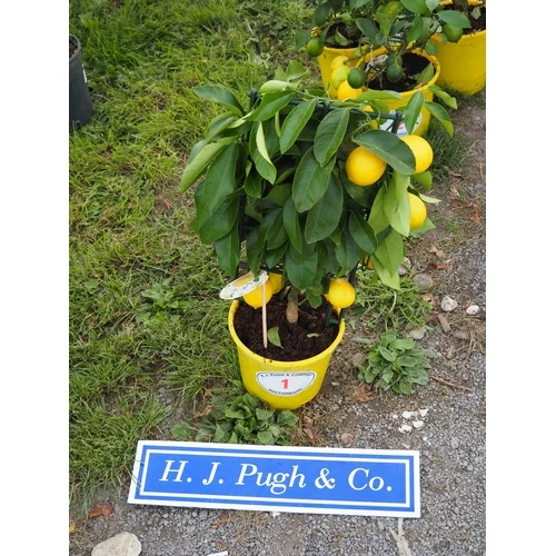 Sale of Flowering Plants, Shrubs, Bushes, Yew Hedging and Much More