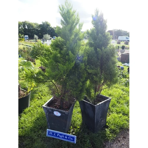 Sale of Ornamental Trees, Fruit Trees, Olive Trees, Shrubs, Plants, Garden Ornaments, and Much More.