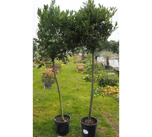 Sale of Ornamental Trees, Fruit Trees, Olive Trees, Shrubs, Plants, Large Lion on Plinth, Garden Ornaments and Christmas Trees