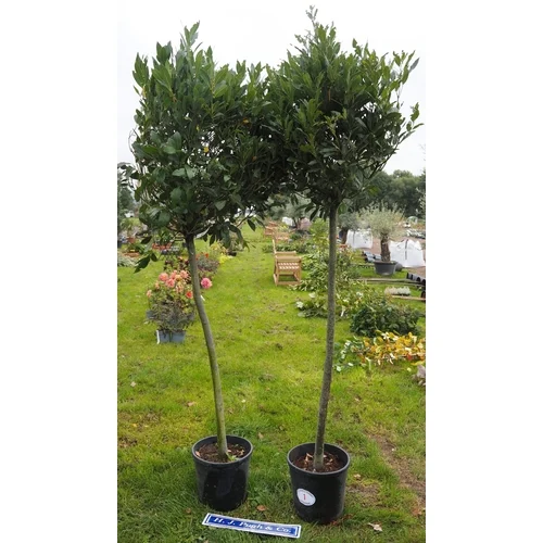 Sale of Ornamental Trees, Fruit Trees, Olive Trees, Shrubs, Plants, Large Lion on Plinth, Garden Ornaments and Christmas Trees